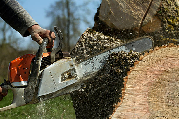 Tree Service Company in Spanish Fork, UT